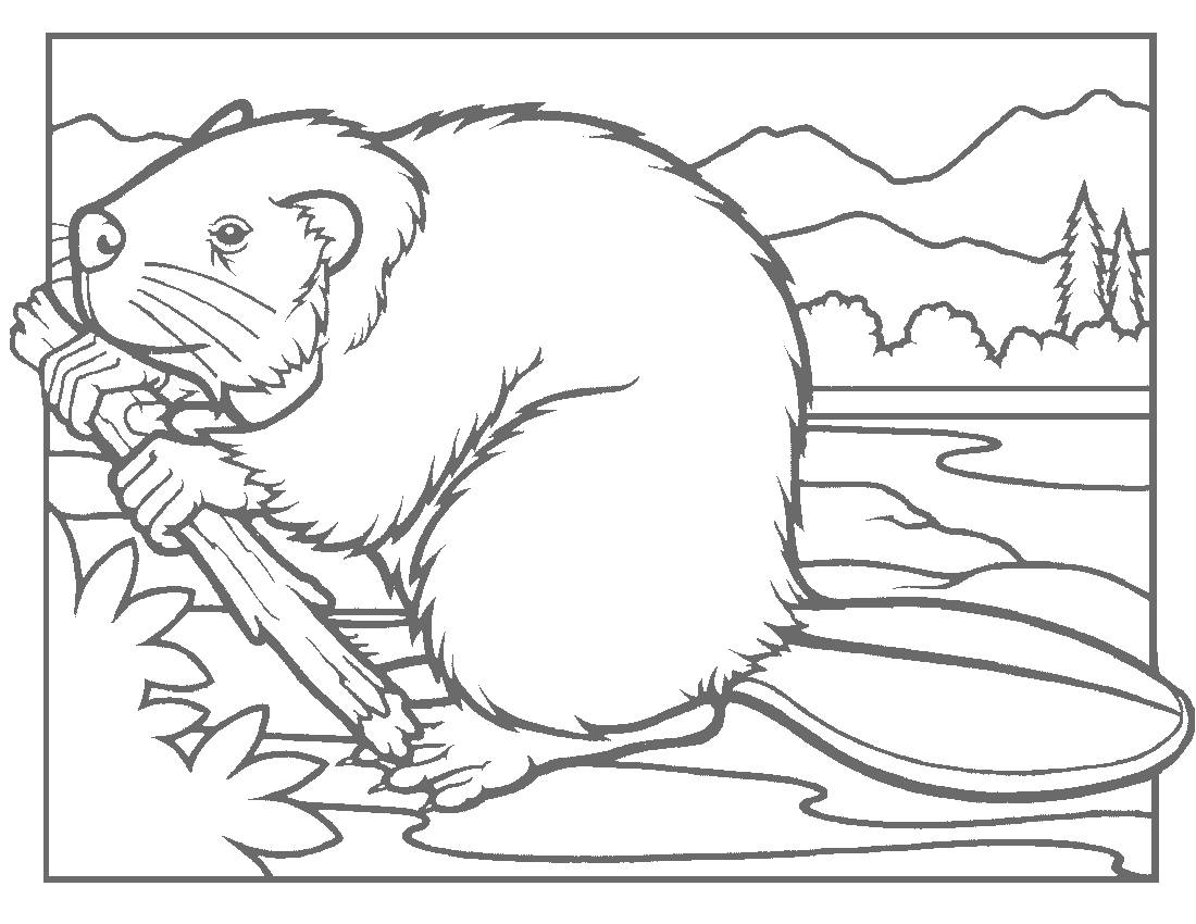 Beaver coloring #3, Download drawings