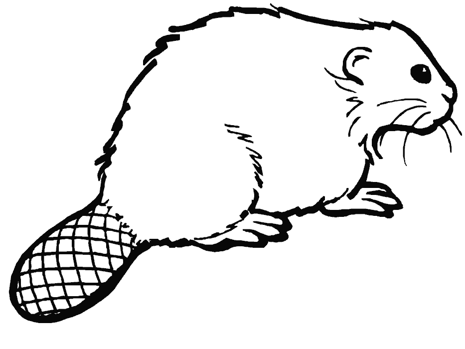 Beaver coloring #4, Download drawings