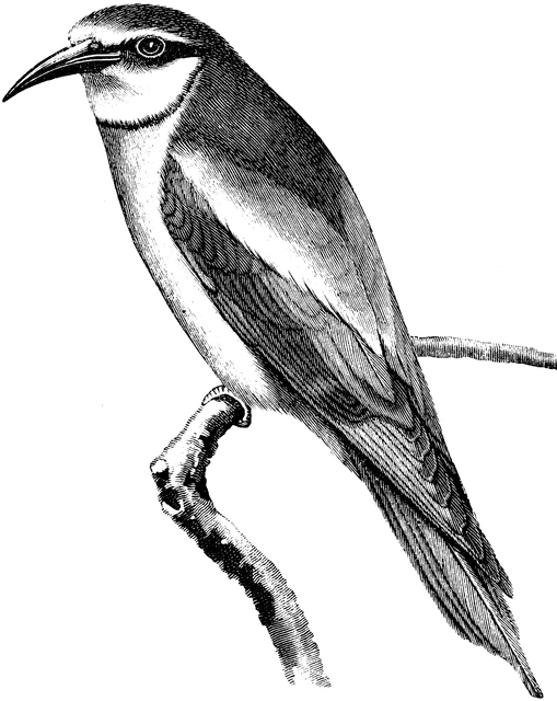 European Bee-eater clipart #1, Download drawings