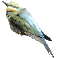 Bee-eater clipart #18, Download drawings