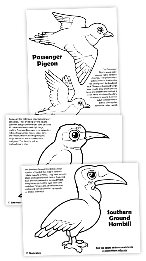 Grey Hornbill coloring #9, Download drawings