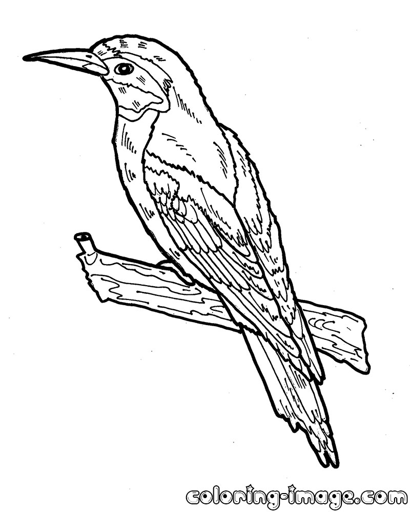 Green Bee-eater coloring #9, Download drawings