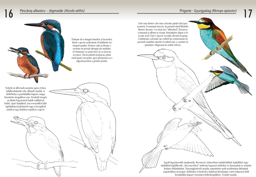 Bee-eater coloring #7, Download drawings
