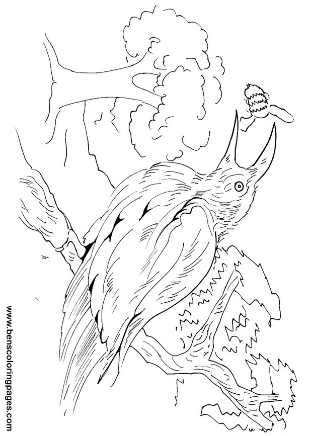 Bee-eater coloring #12, Download drawings