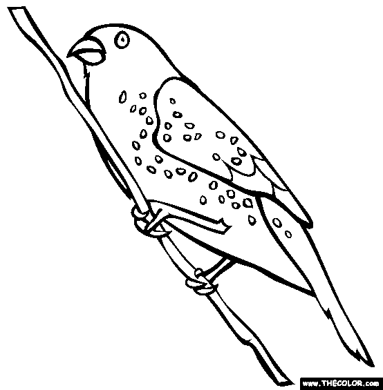European Bee-eater coloring #8, Download drawings