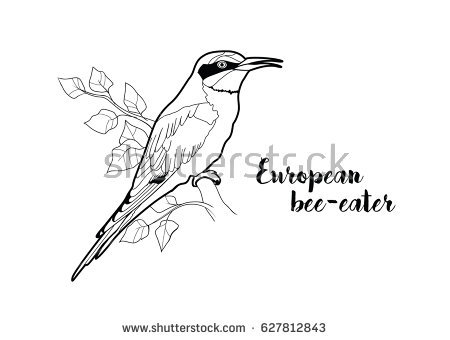 European Bee-eater coloring #3, Download drawings