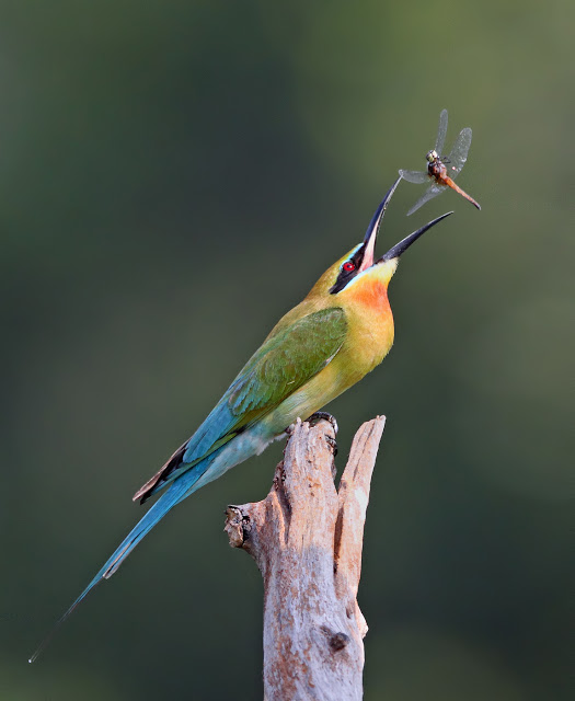 Yellow-throated Bee-eater svg #14, Download drawings