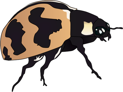 Beetles svg #16, Download drawings