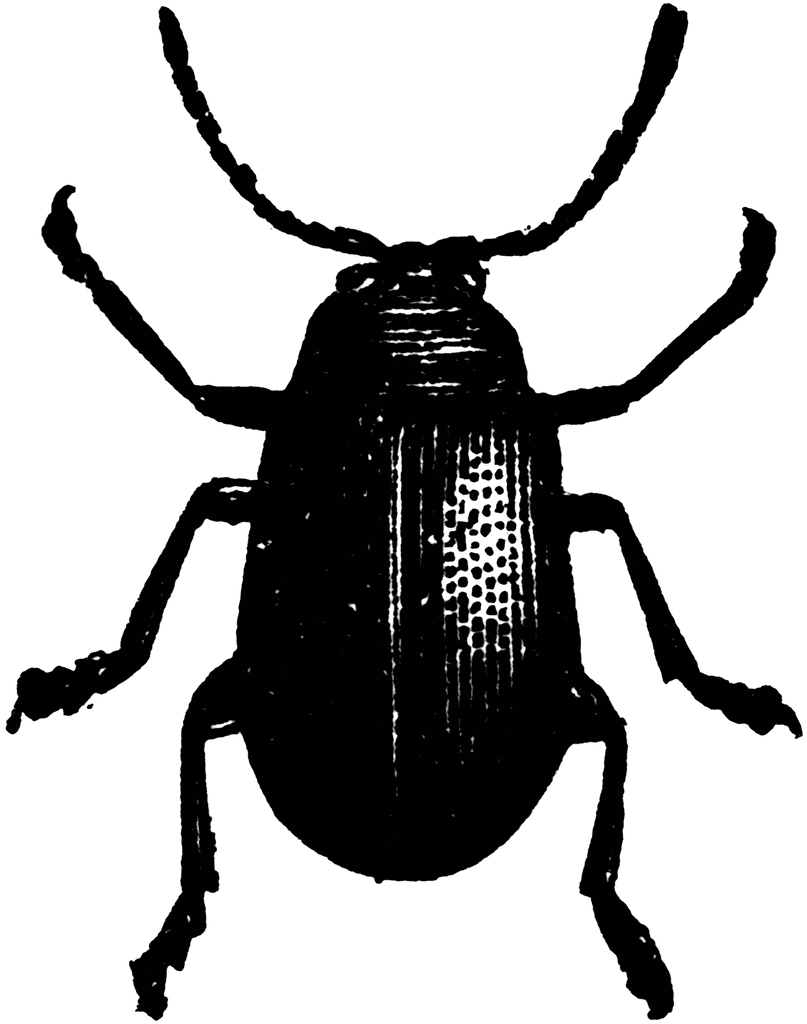 Beetles clipart #4, Download drawings