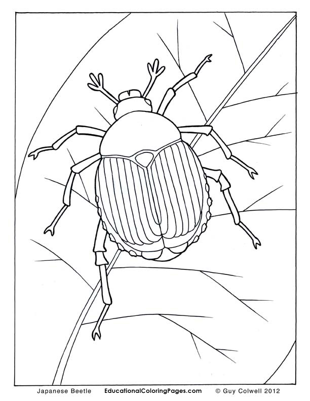 Beetles coloring #1, Download drawings