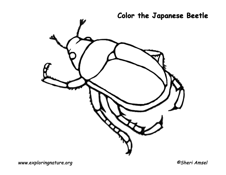 Beetles coloring #12, Download drawings