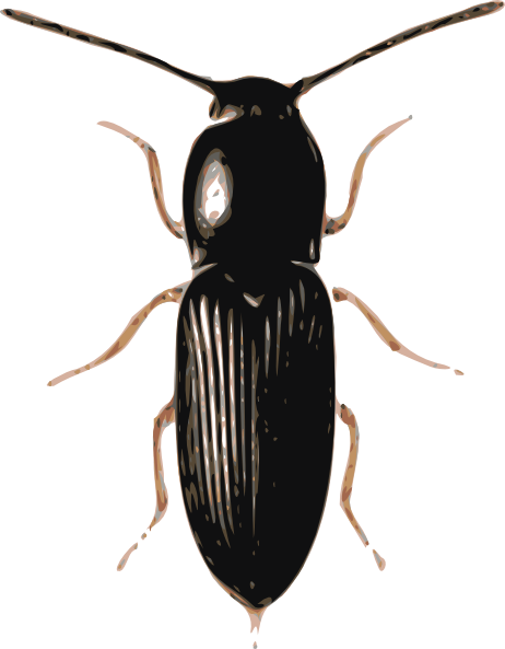 Beetles svg #2, Download drawings
