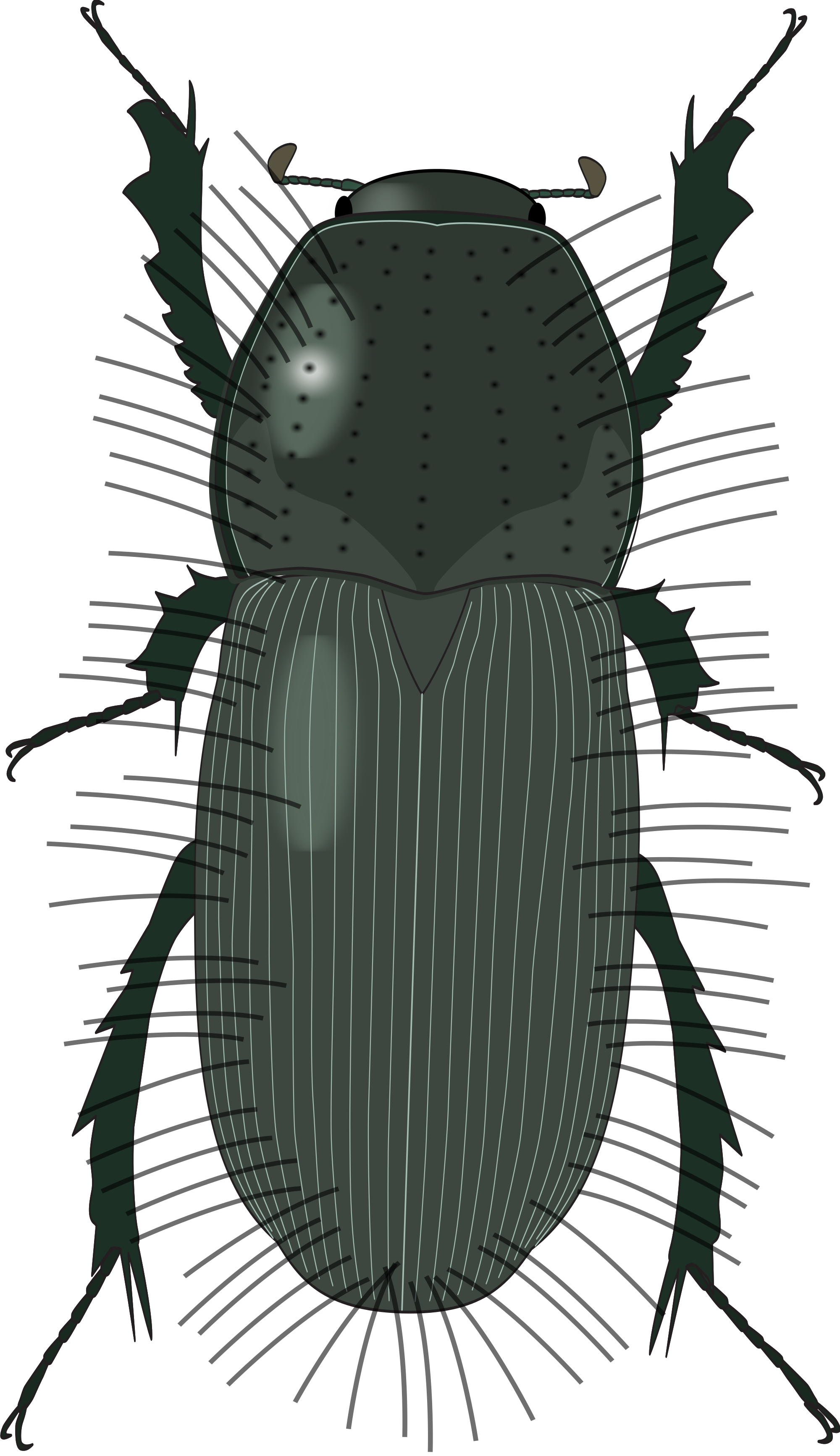 Beetles svg #5, Download drawings