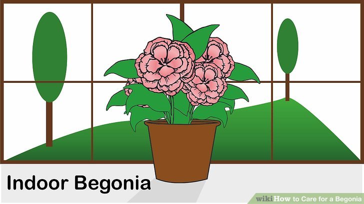 Begonia clipart #14, Download drawings