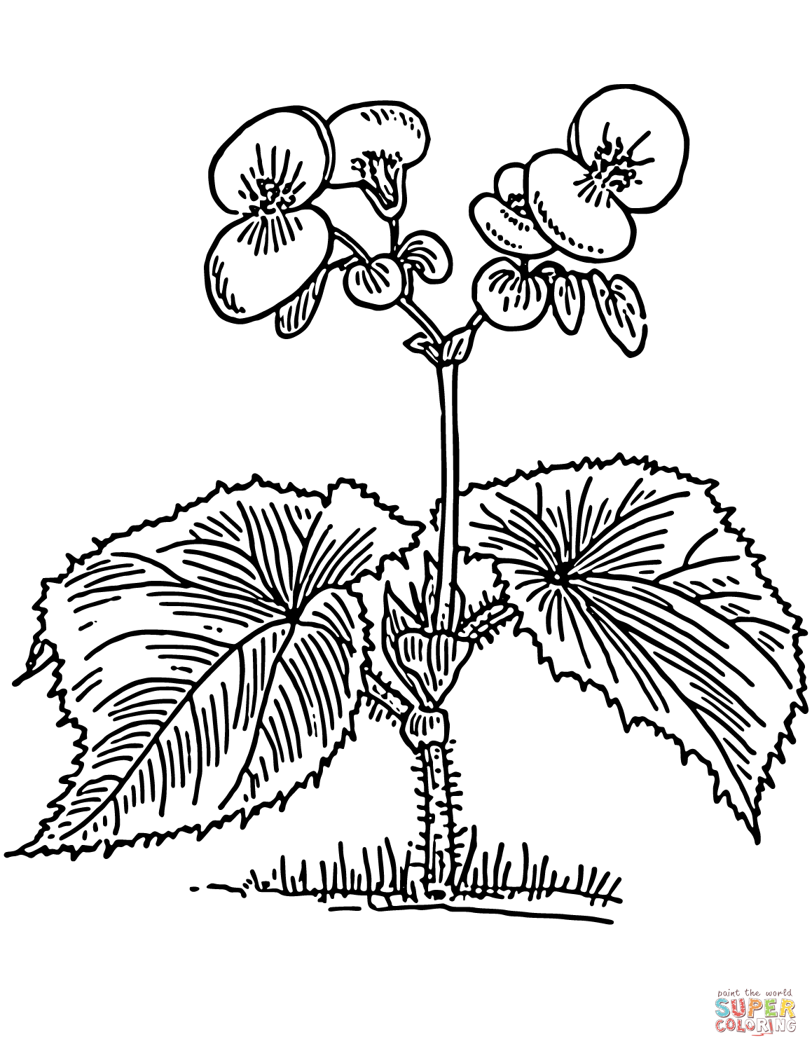 Begonia coloring #11, Download drawings