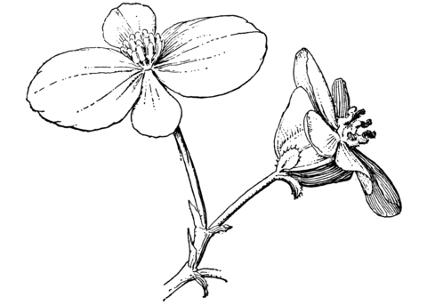 Begonia coloring #14, Download drawings