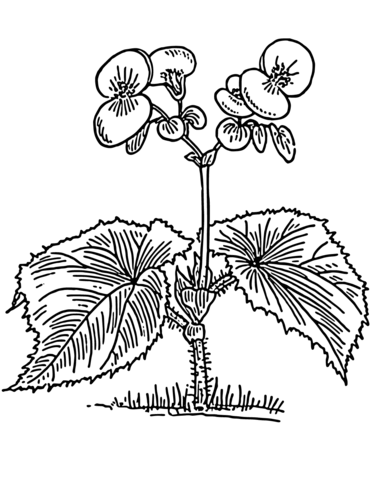 Begonia coloring #12, Download drawings