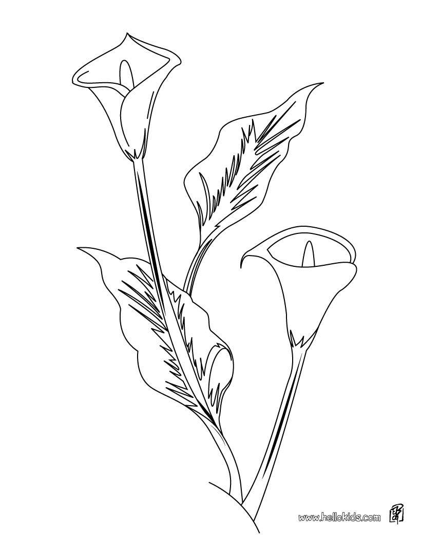 Begonia coloring #6, Download drawings