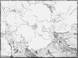 Begonia coloring #9, Download drawings