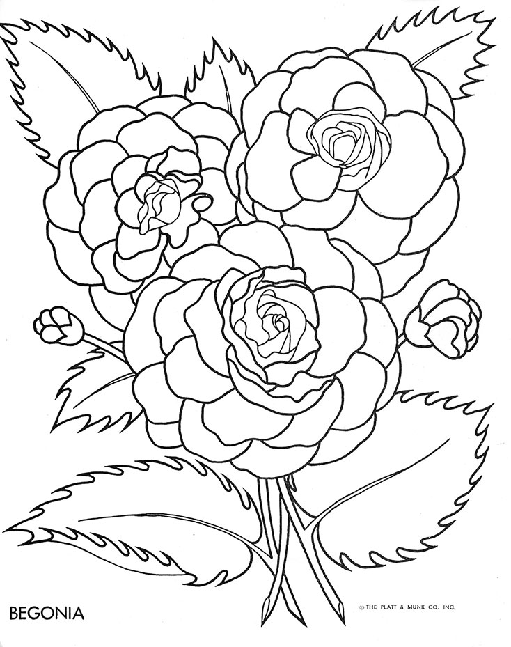 Begonia coloring #17, Download drawings