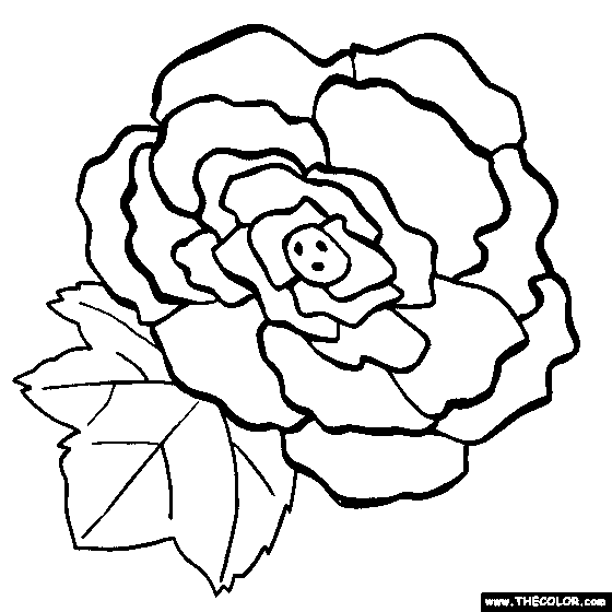 Begonia coloring #20, Download drawings