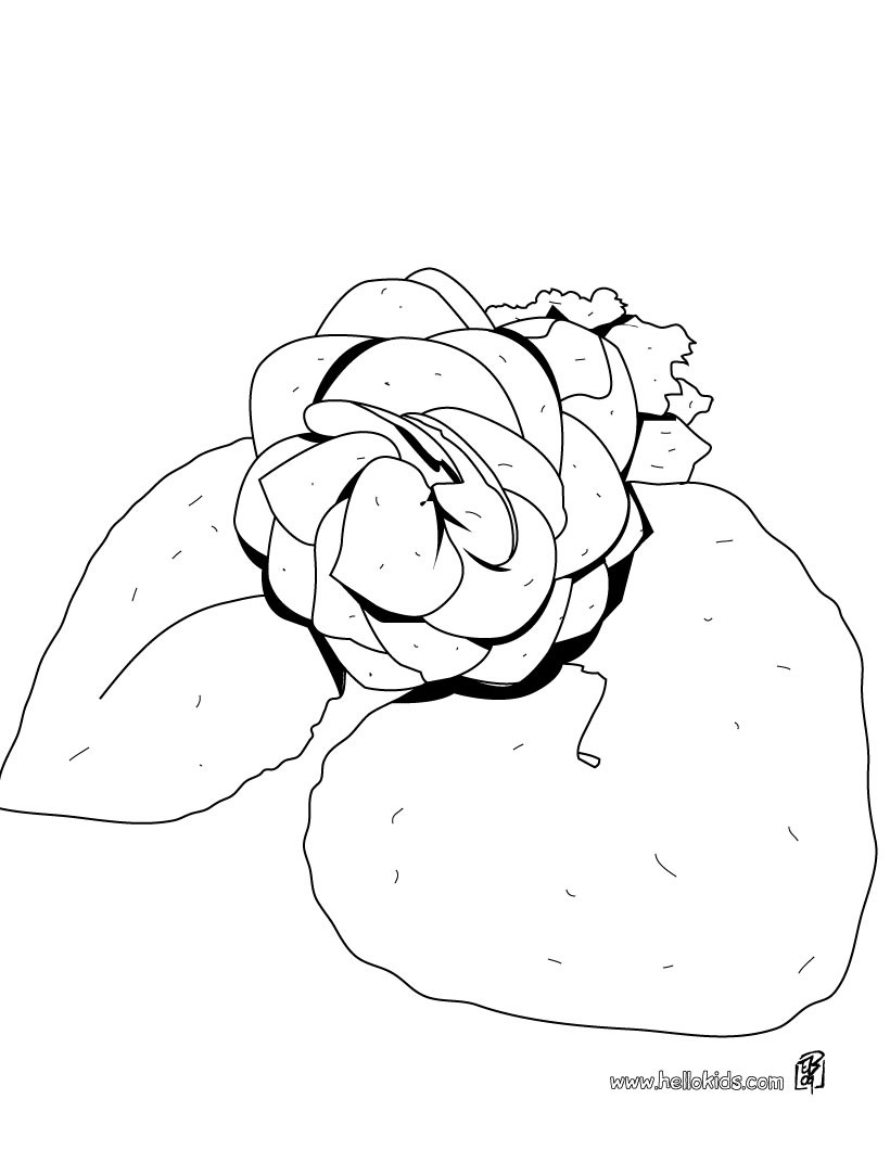 Begonia coloring #15, Download drawings