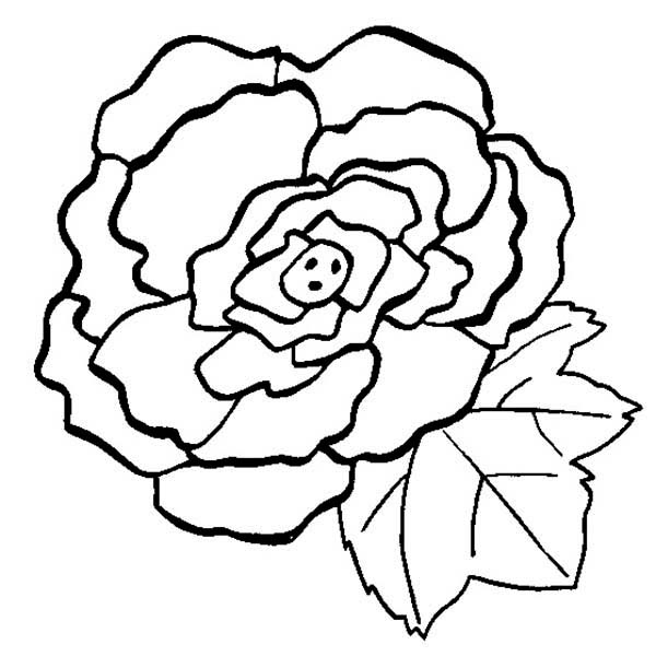 Begonia coloring #18, Download drawings