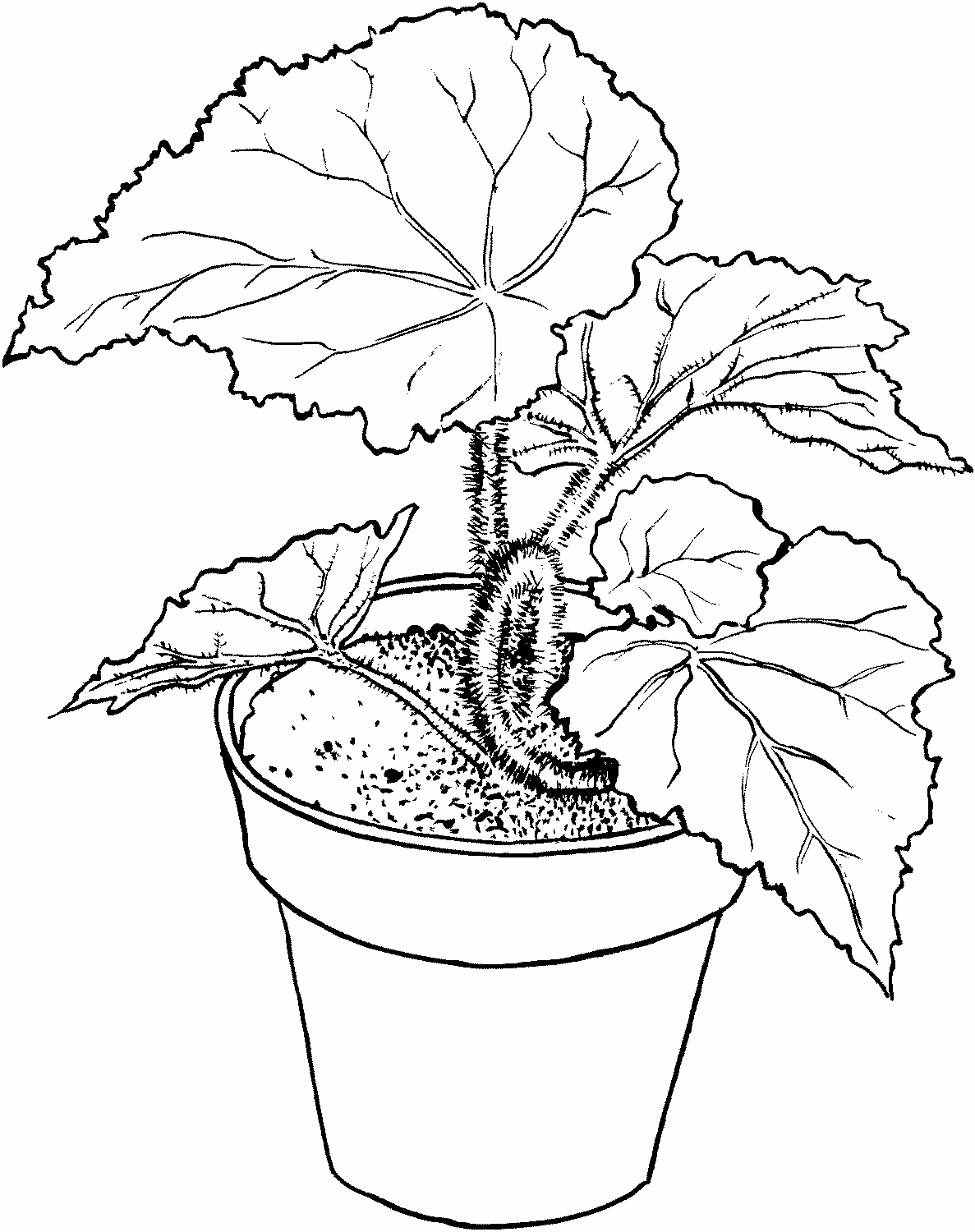 Begonia coloring #16, Download drawings