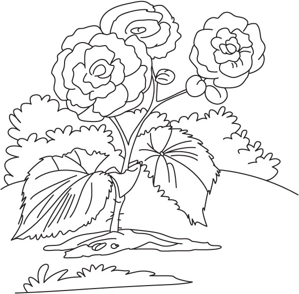 Begonia coloring #7, Download drawings
