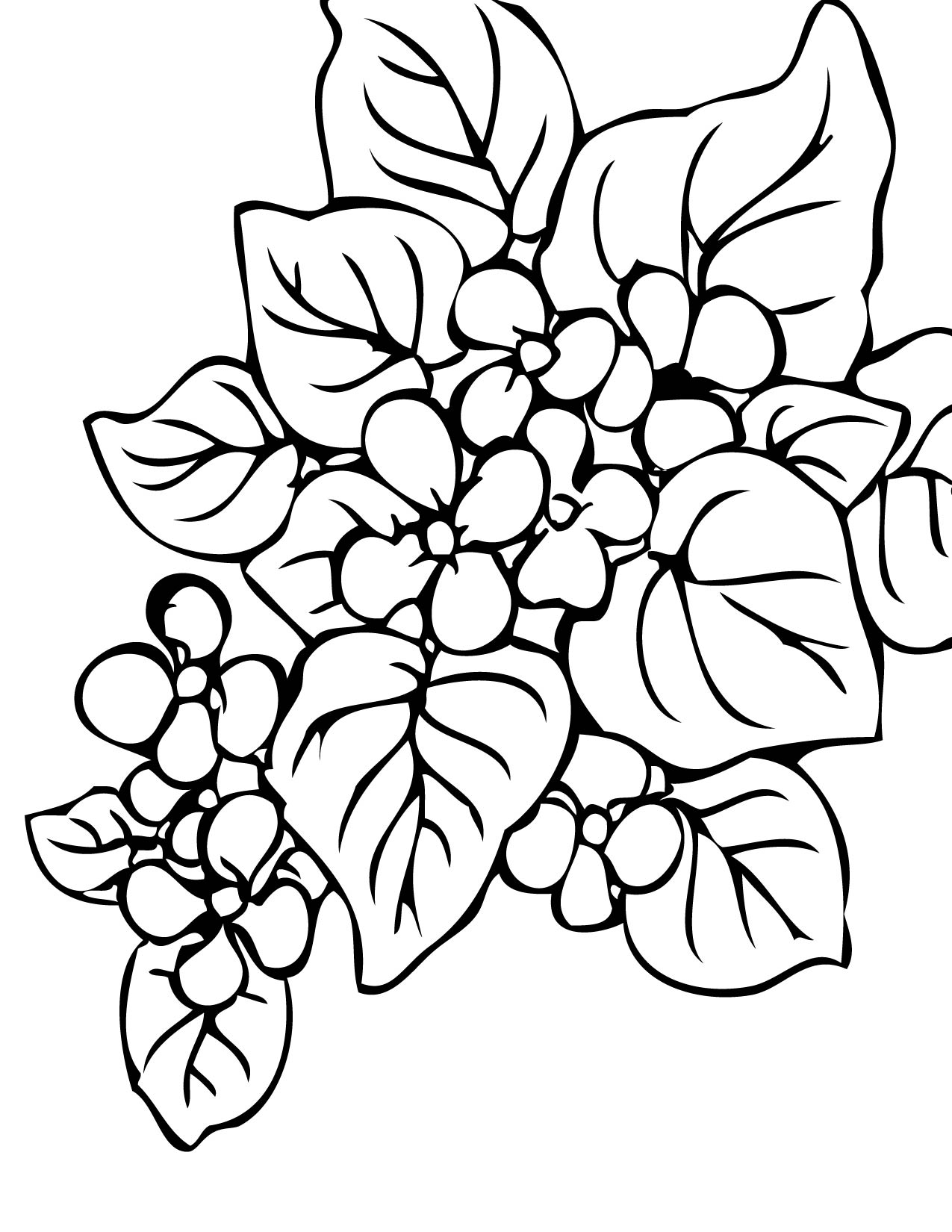 Begonia coloring #2, Download drawings