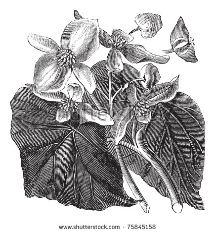 Begonia svg #10, Download drawings