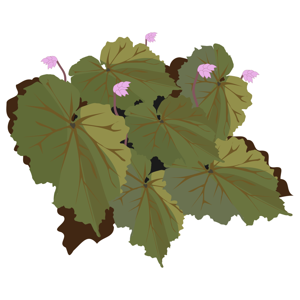 Begonia svg #17, Download drawings