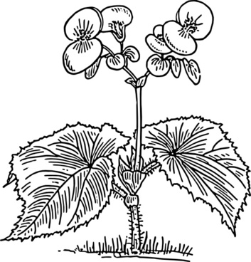 Begonia svg #20, Download drawings