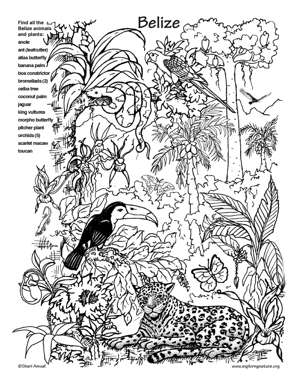 Rainforest coloring #5, Download drawings