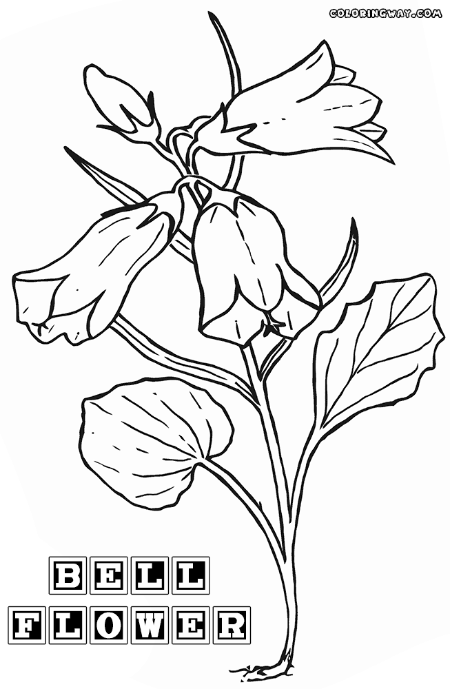 Bellflower coloring #15, Download drawings