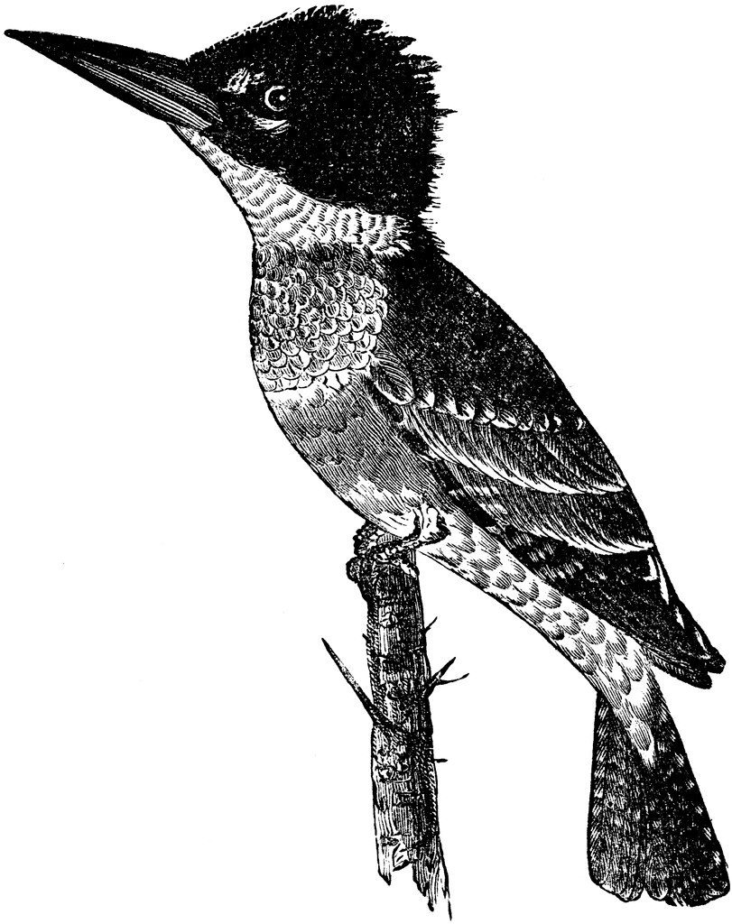 Belted Kingfisher clipart #2, Download drawings