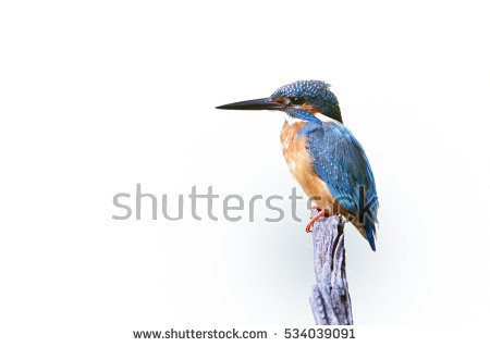 Belted Kingfisher clipart #9, Download drawings
