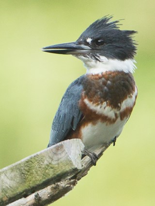 Belted Kingfisher coloring #12, Download drawings