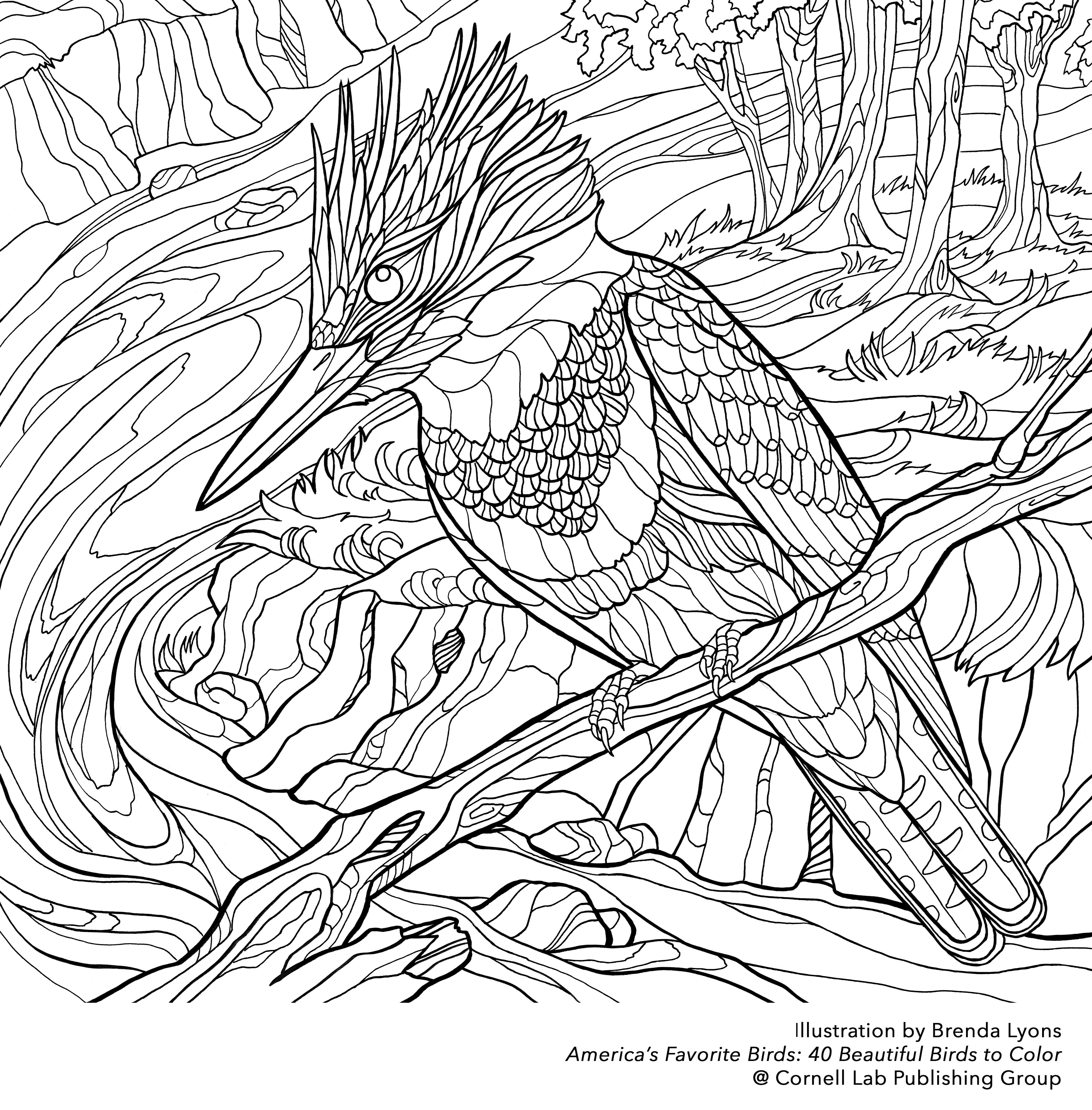 Belted Kingfisher coloring #20, Download drawings