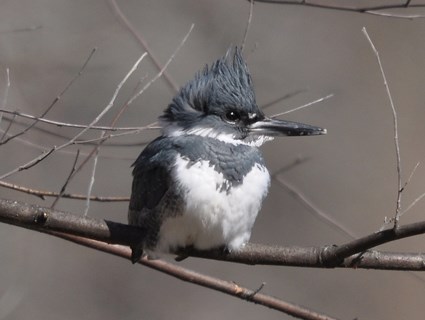 Belted Kingfisher coloring #8, Download drawings