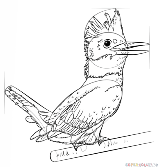 Belted Kingfisher coloring #2, Download drawings