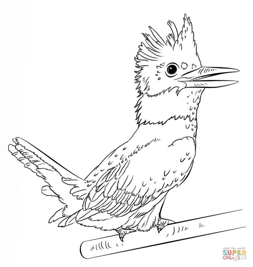 Belted Kingfisher coloring #10, Download drawings