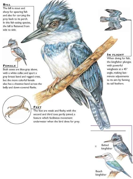 Belted Kingfisher coloring #16, Download drawings
