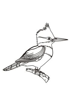 Belted Kingfisher coloring #17, Download drawings