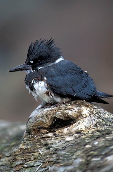 Belted Kingfisher svg #5, Download drawings