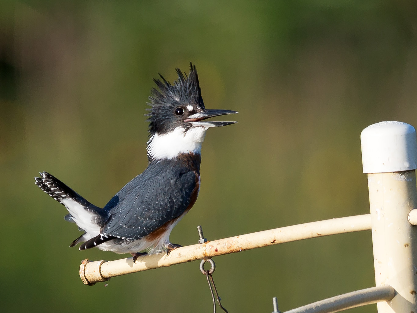 Belted Kingfisher svg #14, Download drawings