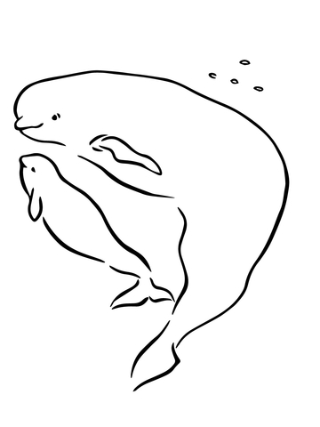 Beluga coloring #6, Download drawings