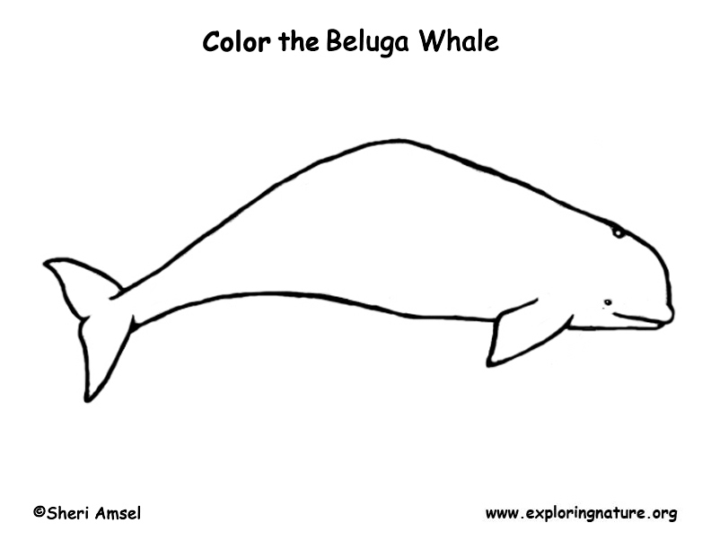 Beluga coloring #16, Download drawings