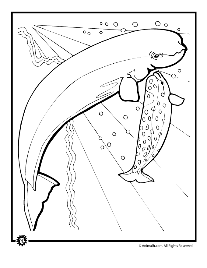 Beluga coloring #18, Download drawings