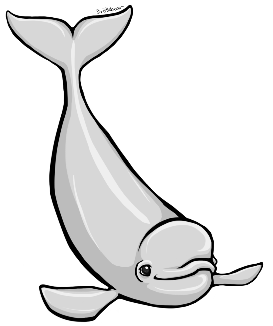 Beluga Whale clipart #18, Download drawings